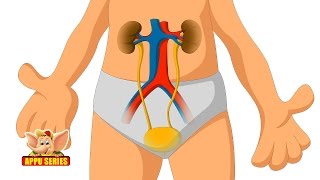 Learn Human Body  Urinary System [upl. by Reeve]