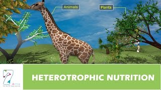 HETEROTROPHIC NUTRITION [upl. by Anatnom753]