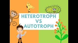 Difference Between Heterotrophs and Autotrophs Difference it [upl. by Ocsinarf]