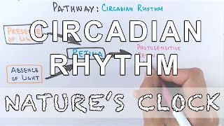 Circadian Rhythm  Pathway of Biological Clock [upl. by Enywad]