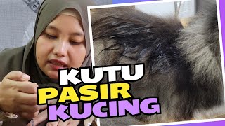 Cara Menghilangkan Kutu Pasir Pada Kucing [upl. by Eirak162]