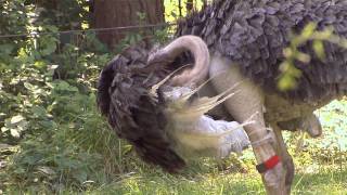 Ostriches at the Bronx Zoo [upl. by Mikal]