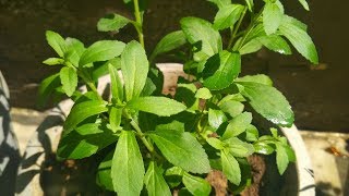 Stevia Plant Hindi  How To Grow and Care Stevia Plant at Home  Health Benefits of Stevia Plant [upl. by Auqeenwahs]