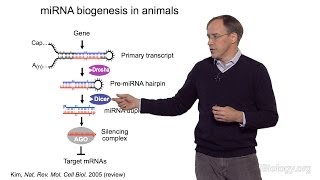 David Bartel Whitehead InstituteMITHHMI Part 1 MicroRNAs Introduction to MicroRNAs [upl. by Lucita310]