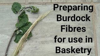 Preparing Burdock for use in Basketry [upl. by Parsons]