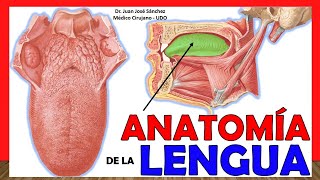 🥇 ANATOMÍA DE LA LENGUA ¡Explicación Fácil y Sencilla [upl. by Nannahs935]