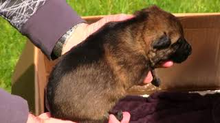 Kraftwerk K9 German Shepherd Black Sable Puppies at 2 weeks old [upl. by Huda]