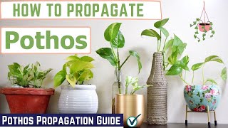 How to Propagate Pothos  Pothos Propagation Guide [upl. by Juno]