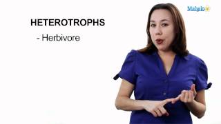 Learn Biology Autotrophs vs Heterotrophs [upl. by Nahum149]