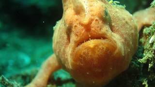 Facts The Frogfish [upl. by Adrianne8]