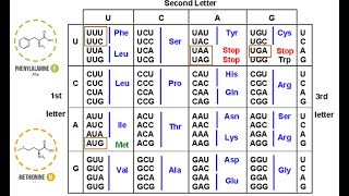 The Genetic Code [upl. by Trstram442]