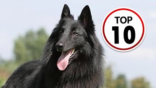 10 Belgian Sheepdog Facts You Didnt Know [upl. by Bilbe402]