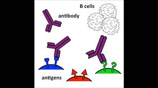 Antibodies  an introduction [upl. by Abdu478]