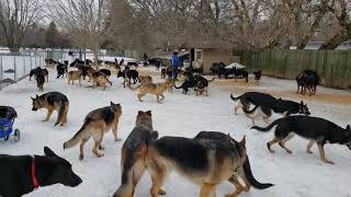 100 German Shepherds playing together [upl. by Adirehs]