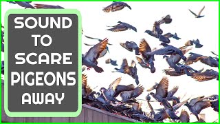 Sound To Scare Pigeons  PIGEON REPELLENT [upl. by Nilved]