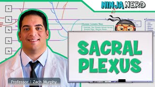 Neurology  Sacral Plexus [upl. by Walter]