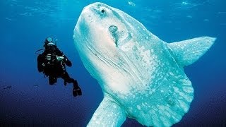 10 Facts about the Ocean Sunfish [upl. by Raskin]