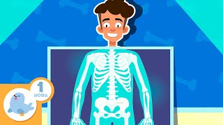 🧠🦴EL CUERPO HUMANO para niños 💖🧍🏻‍♂️ Recopilación de 1 hora [upl. by Gintz]