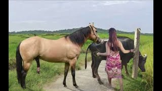 My sister training care her lovely horse in beginner 2021 [upl. by Zurciram]