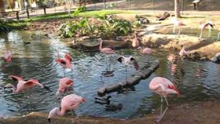 what sound does a flamingo make [upl. by Akimad]