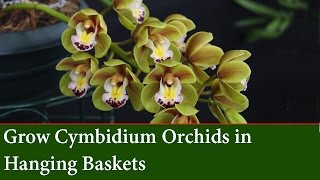 How to grow Cascading Cymbidium Orchids in Hanging Baskets [upl. by Adlar]