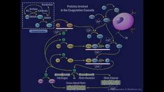 The Coagulation Cascade [upl. by Annawahs893]