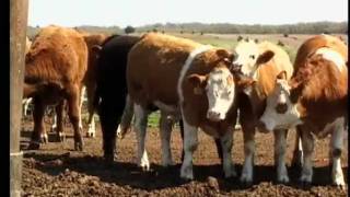 Cattle Safety Basics [upl. by Sayers290]