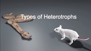 Types of Heterotrophs [upl. by Sidnac]