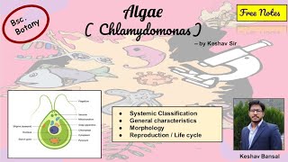 Chlamydomonas  Characteristic Morphology amp Life cycle  Bsc  Free PDF notes  by Viologia EXtrema [upl. by Notnats203]