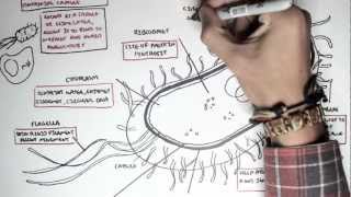 Microbiology  Bacteria Structure [upl. by Neened]