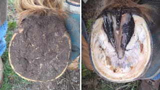 Horse Hoof RESTORATION  Satisfying  HORSE HOOF TRIMMING [upl. by Dysart953]