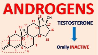 Androgens and androgenesis  Testosterone Nandrolone Mesterolone [upl. by Yonina150]