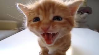 hermoso gatito bebe llorando  gato maullando  cat meowing  kitten meowing [upl. by Benedicta]