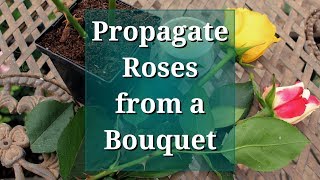 Propagate Roses from a Bouquet [upl. by Aiekan]