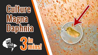 How to culture DAPHNIA MAGNA  The easy way [upl. by Mossolb407]