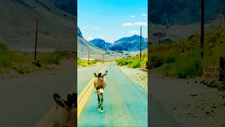 Donkey Encounter in Oatman Arizona [upl. by Hseham]