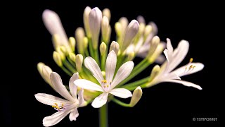 Agapanthus Flower Timelapse [upl. by Eiramait141]