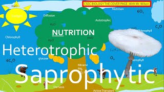 Autotrophic Heterotrophic and Saprophytic Nutrition  CSEC BIOLOGY TCP [upl. by Tiphane955]