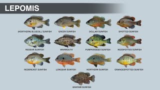 The Sunfish Family  LEPOMIS Genus [upl. by Tra686]