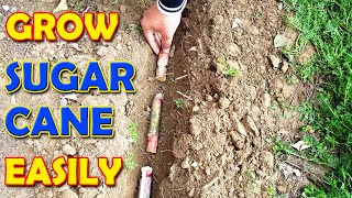 HOW TO GROW SUGARCANE AT HOME  Grow Sugarcane Easily  Sprouting Seeds [upl. by Coughlin51]