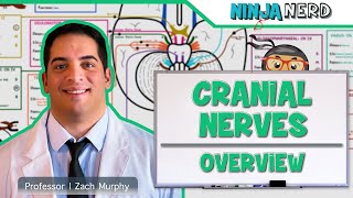 Neurology  Cranial Nerves Overview [upl. by Eydnarb881]