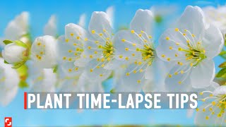 How I Shot My First Plant TimeLapse  Shutterstock Tutorials [upl. by Adriano]