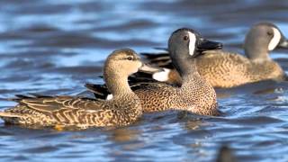 Bluewinged Teal  Duck Species Profile [upl. by Cathe]