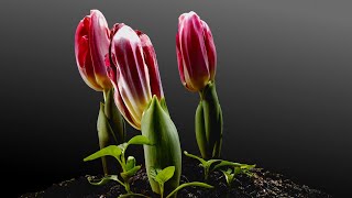 Tulips Growing Time Lapse  90 Days From Bulbs [upl. by Zebedee214]