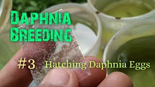 Daphnia Culture made simple and easy 3  Hatching Daphnia eggs [upl. by Corabel]