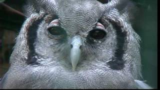 Walsrode  Vogelpark [upl. by Keffer]