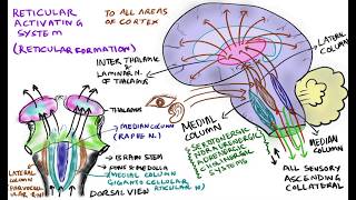 Reticular activating system RAS functions of reticular formation [upl. by Boykins]