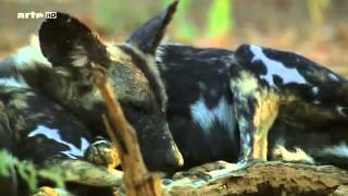 Une Vie de Chien DOCUMENTAIRE [upl. by Droffig]