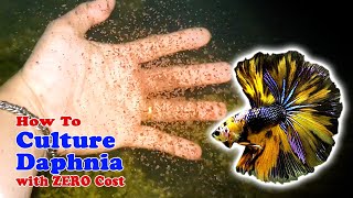 How to Culture Daphnia with ZERO Cost  Unlimited Live Food For Our Fish [upl. by Refinney]