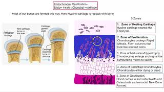 Osteogenesis Bone formation [upl. by Duffie]